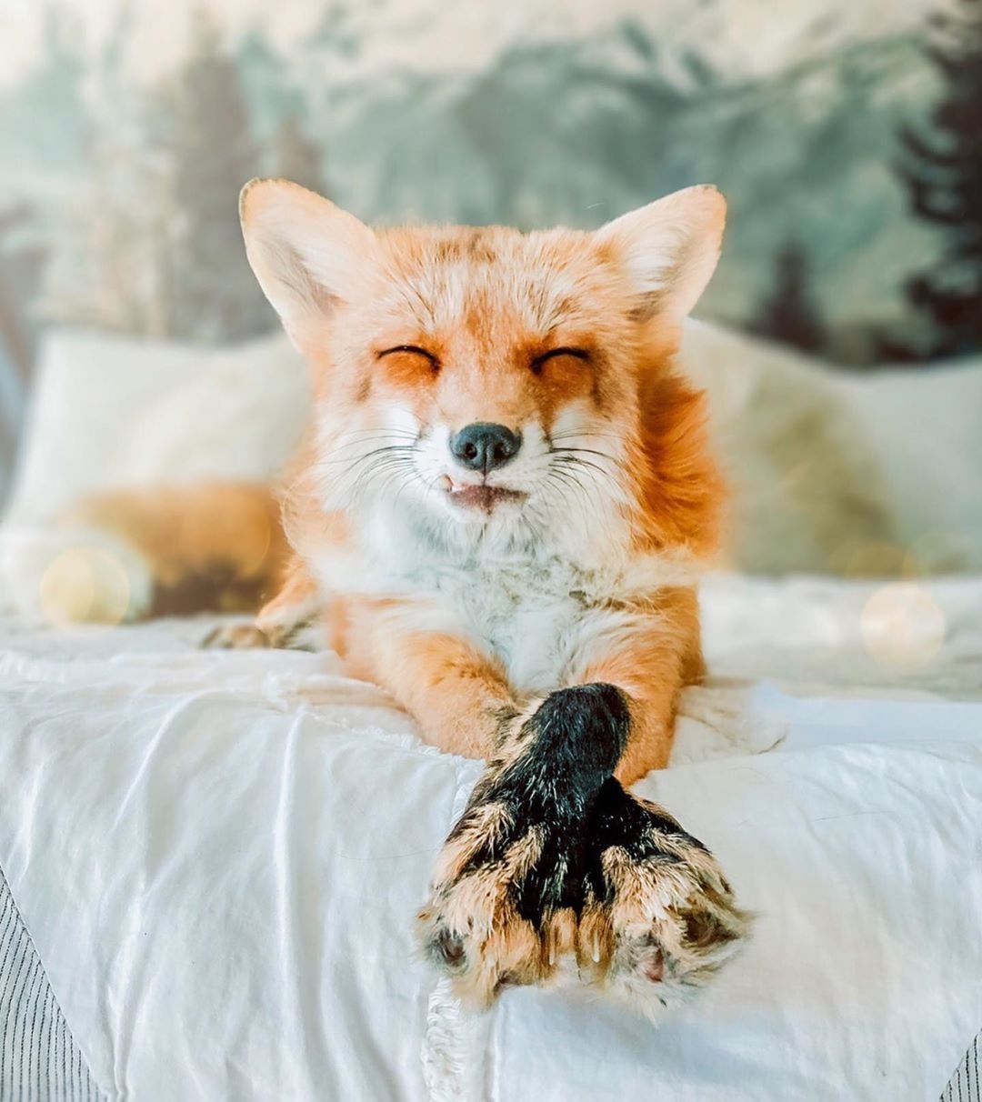 Счастливая лиса Джунипер