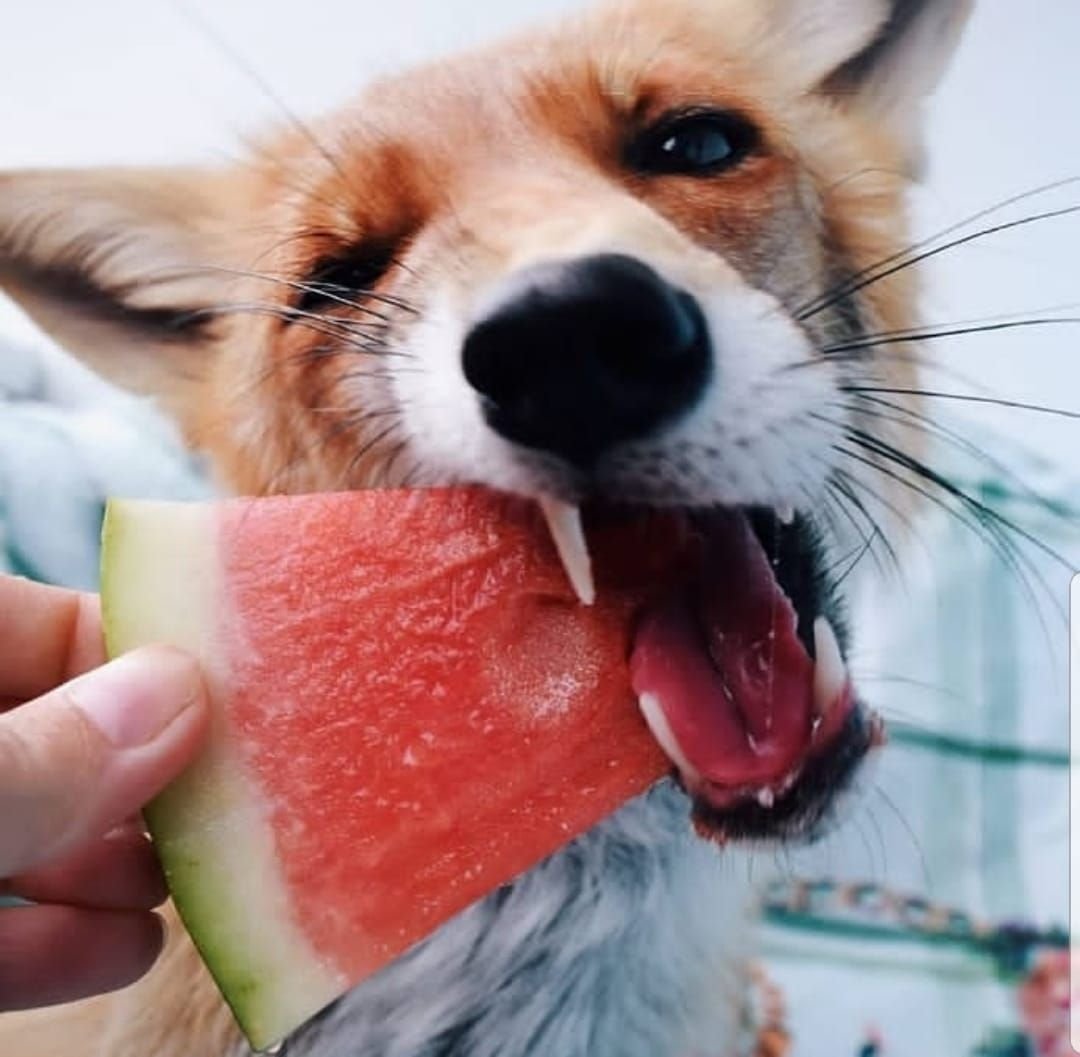 Лисенок кушает