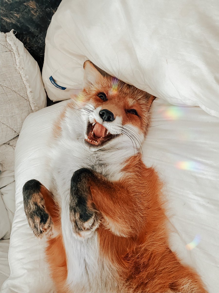 Счастливая лиса Джунипер