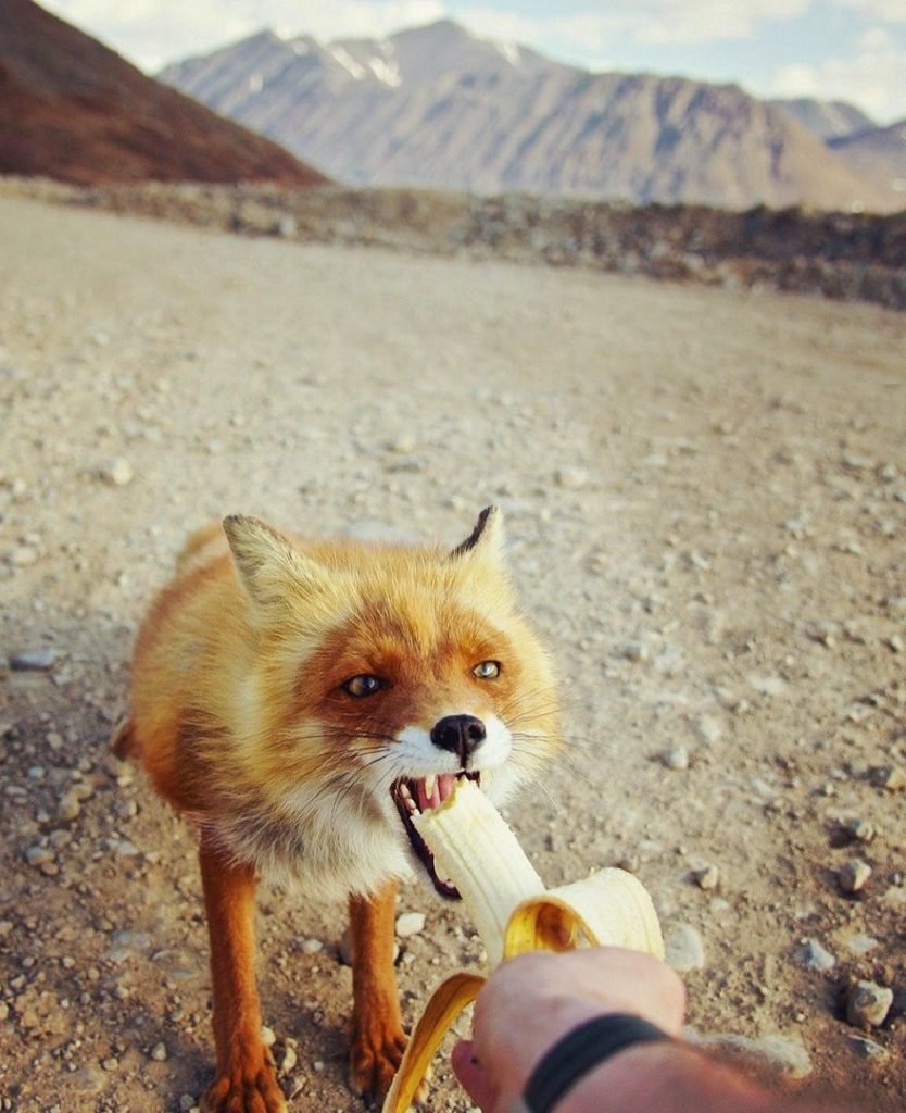 Лиса прикол