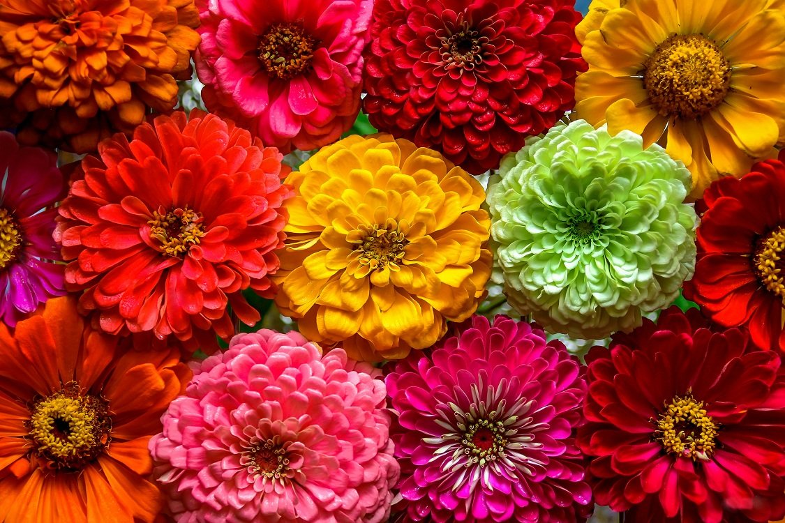 Циния Моника