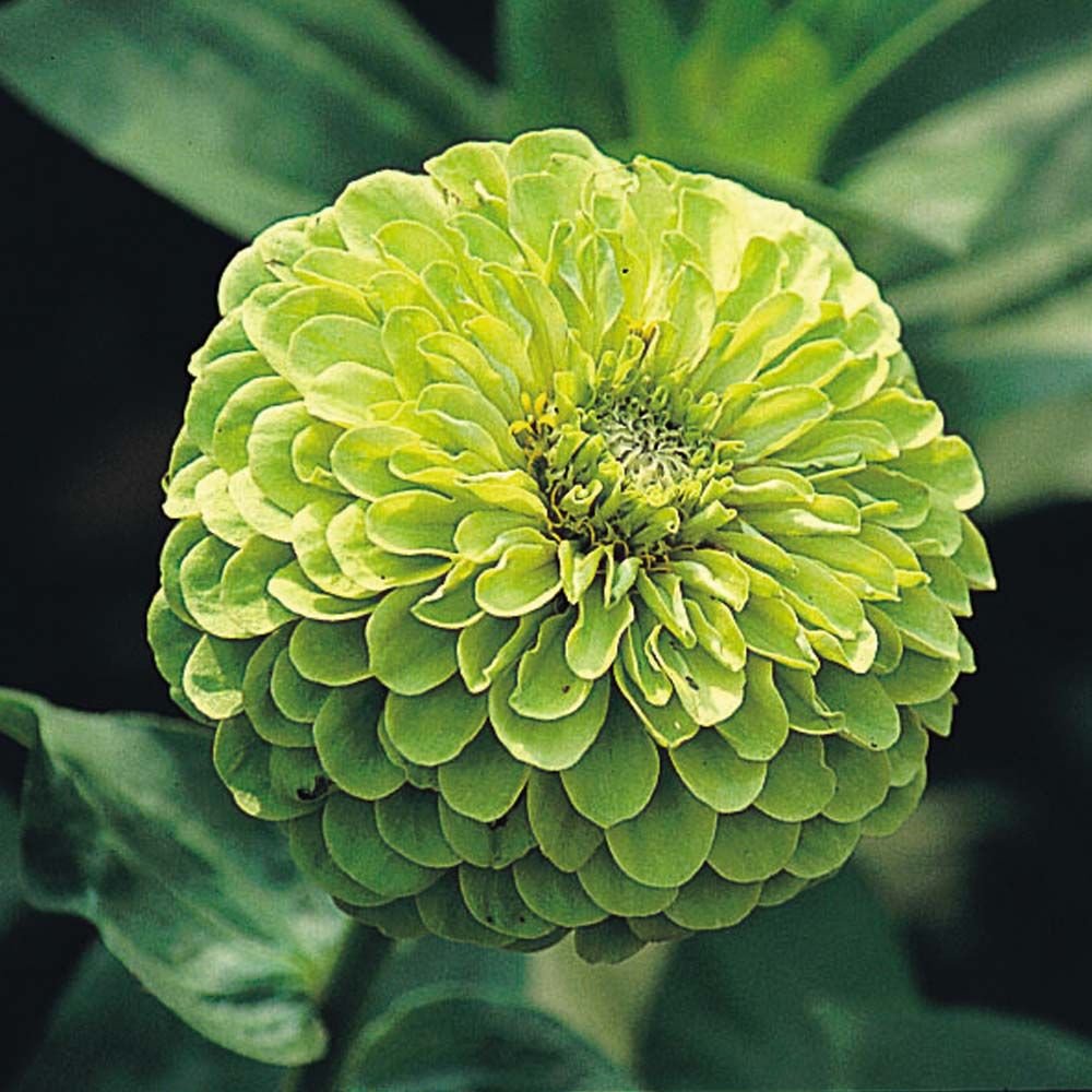 Циния зеленая