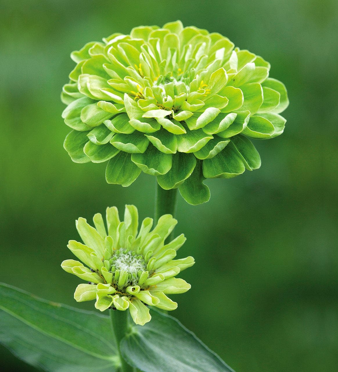 Цинния Benary's giant Lime