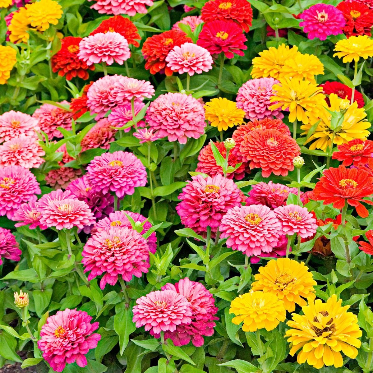 Цинния Дабл Захара микс