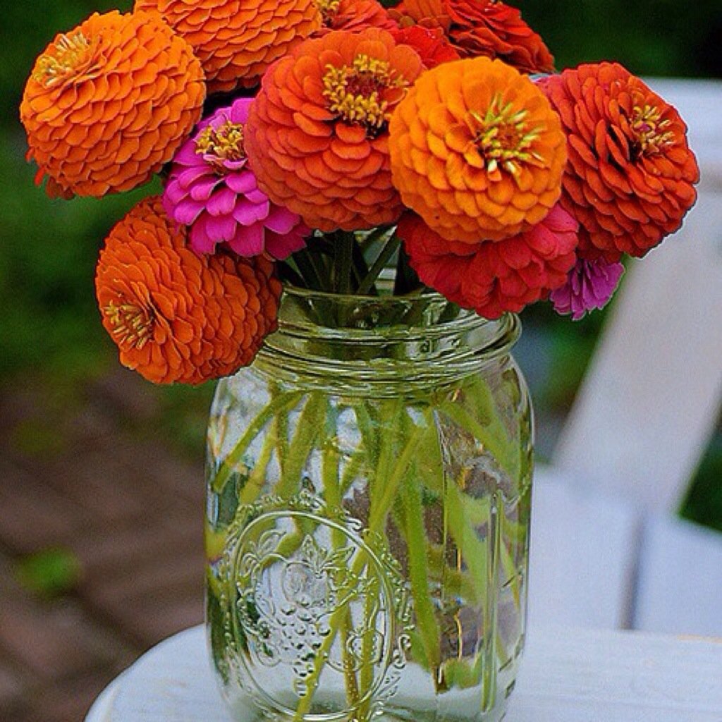 Цинии срезка