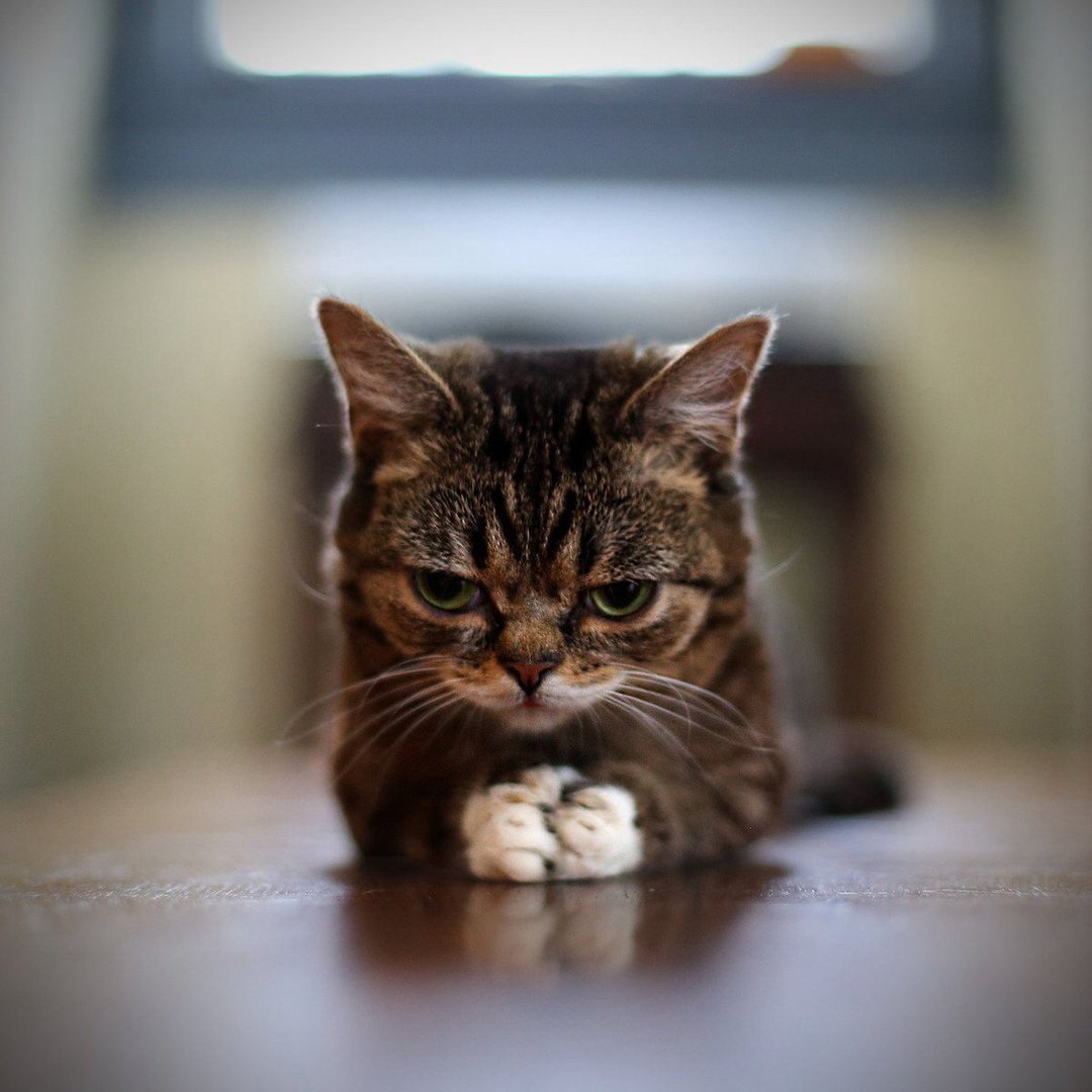 Кот в плохом настроении