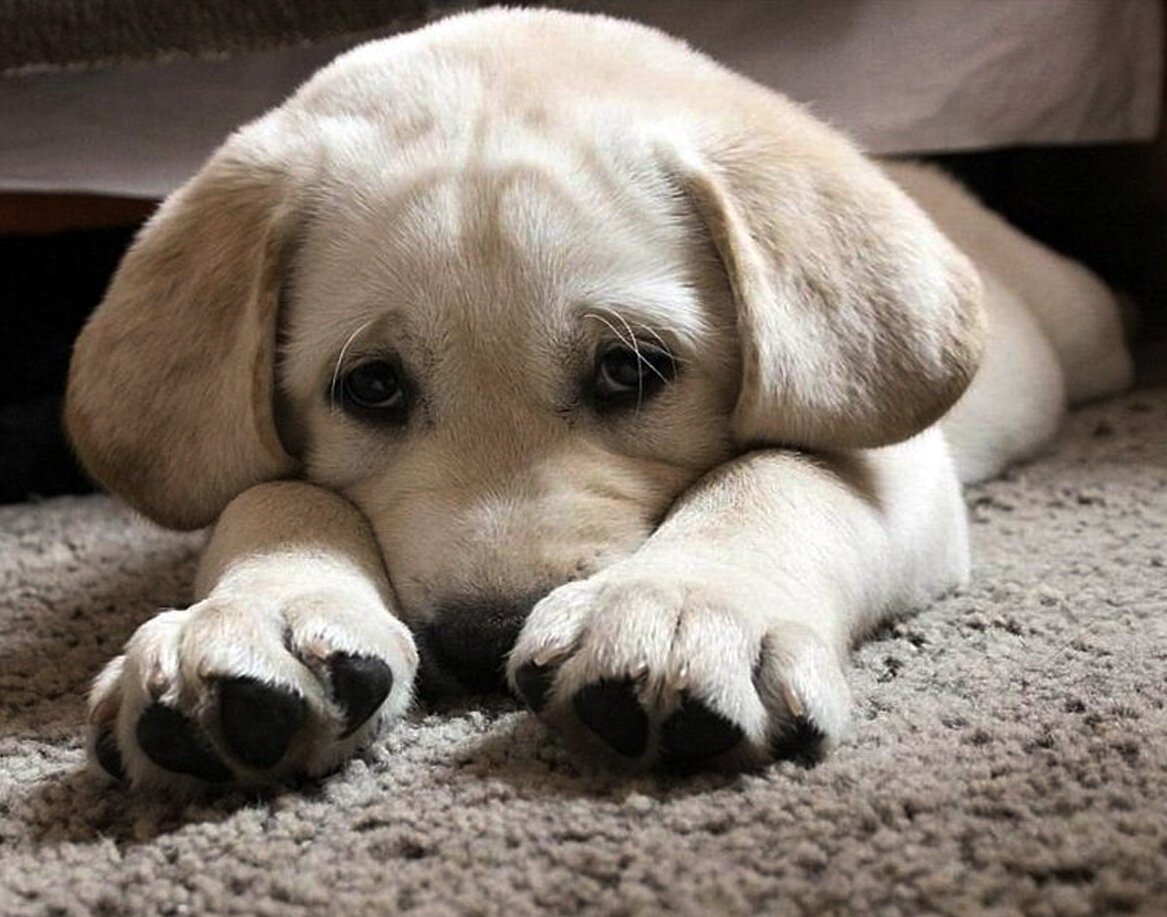 Скучающий щенок