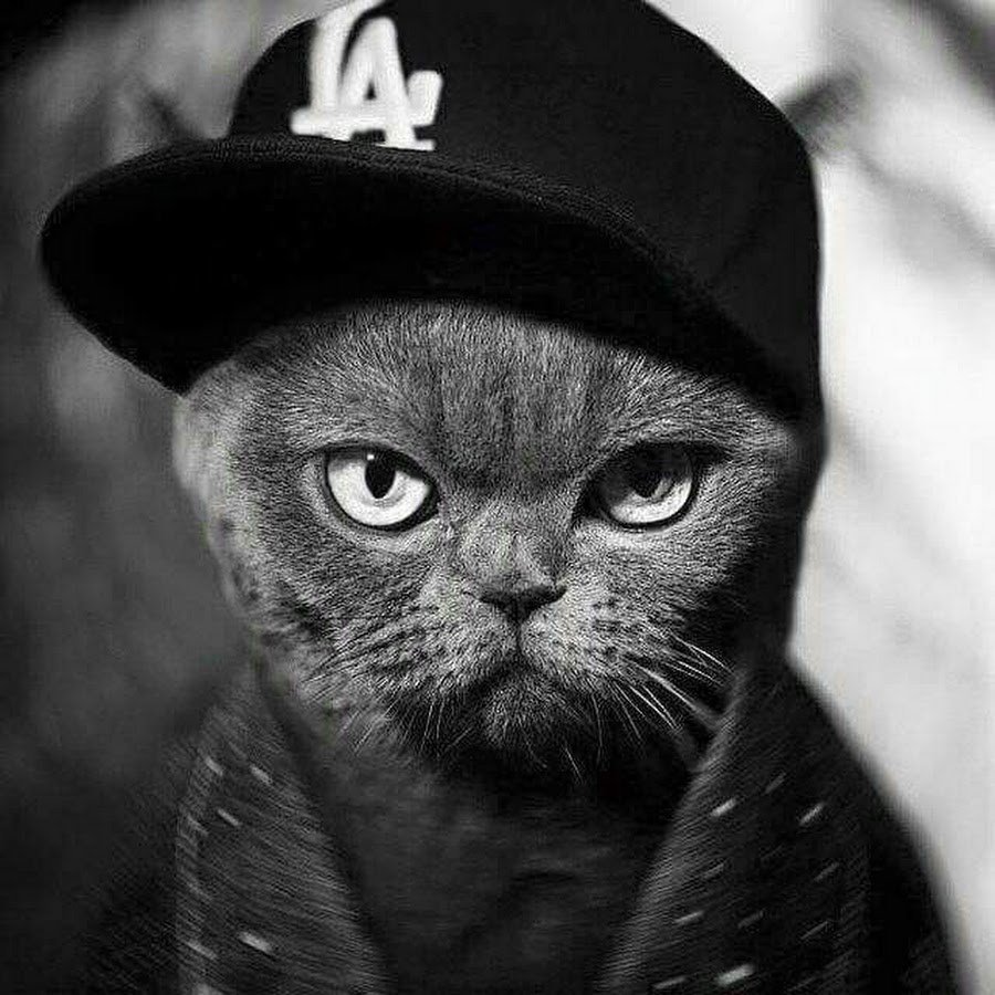 Котики на аву