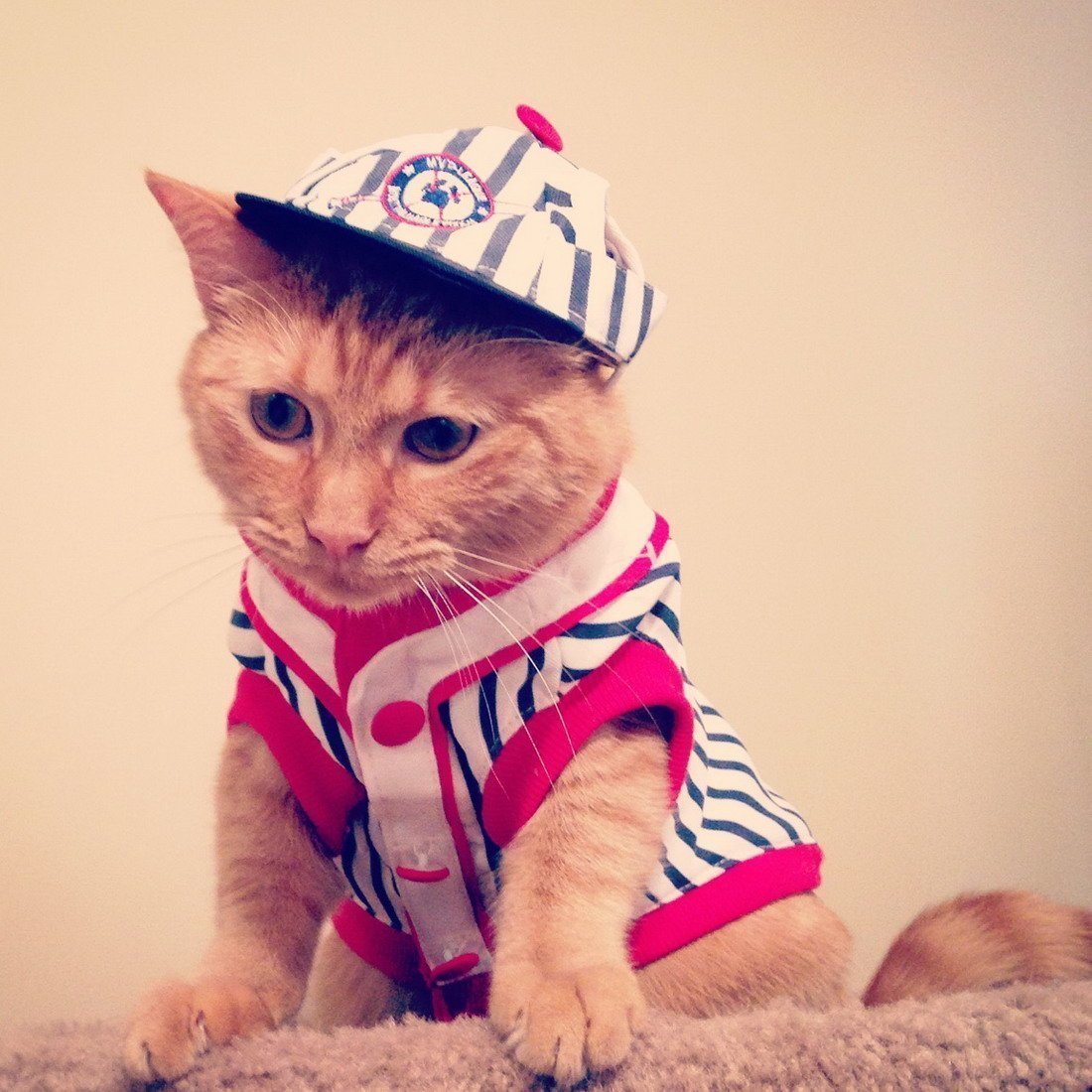 Котик в галстуке