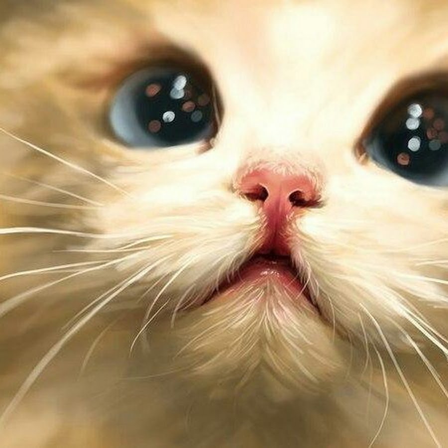 Кот в капюшоне у человека