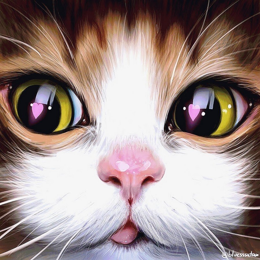 Кот с розовыми щеками