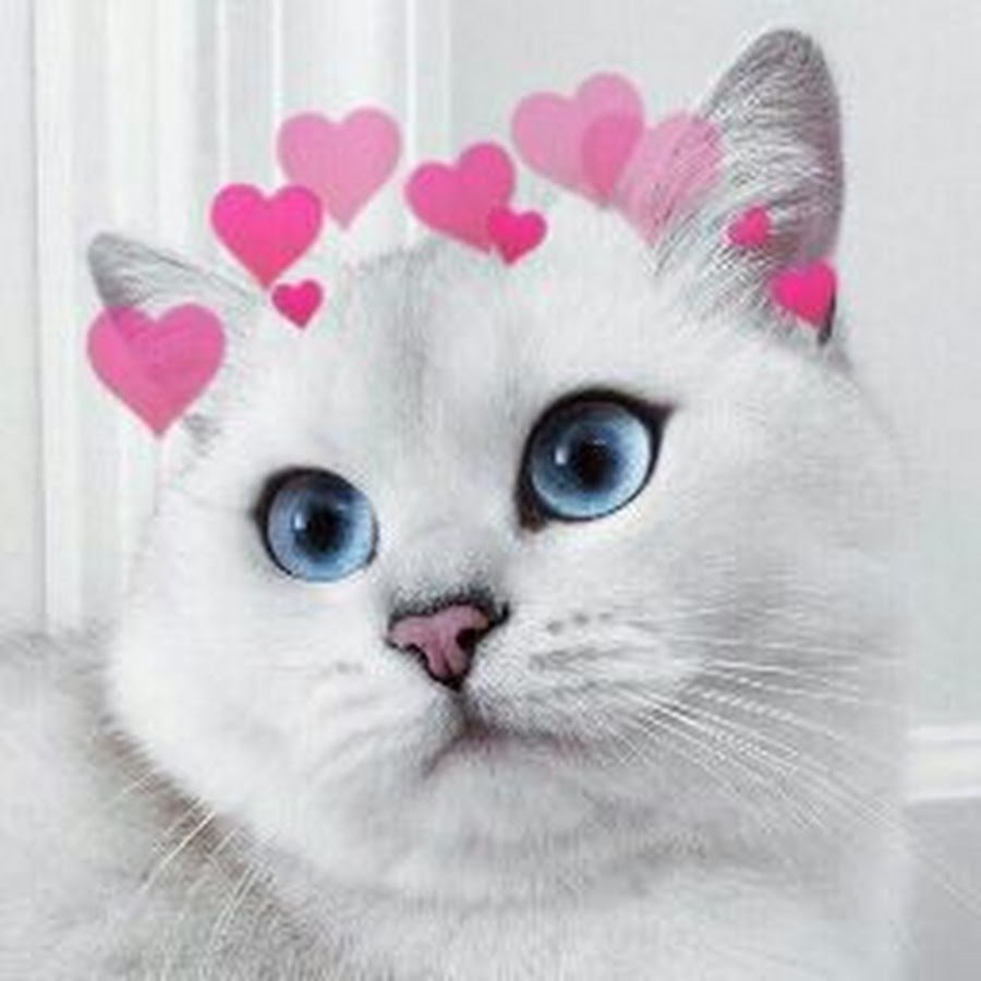 Фон с котиками