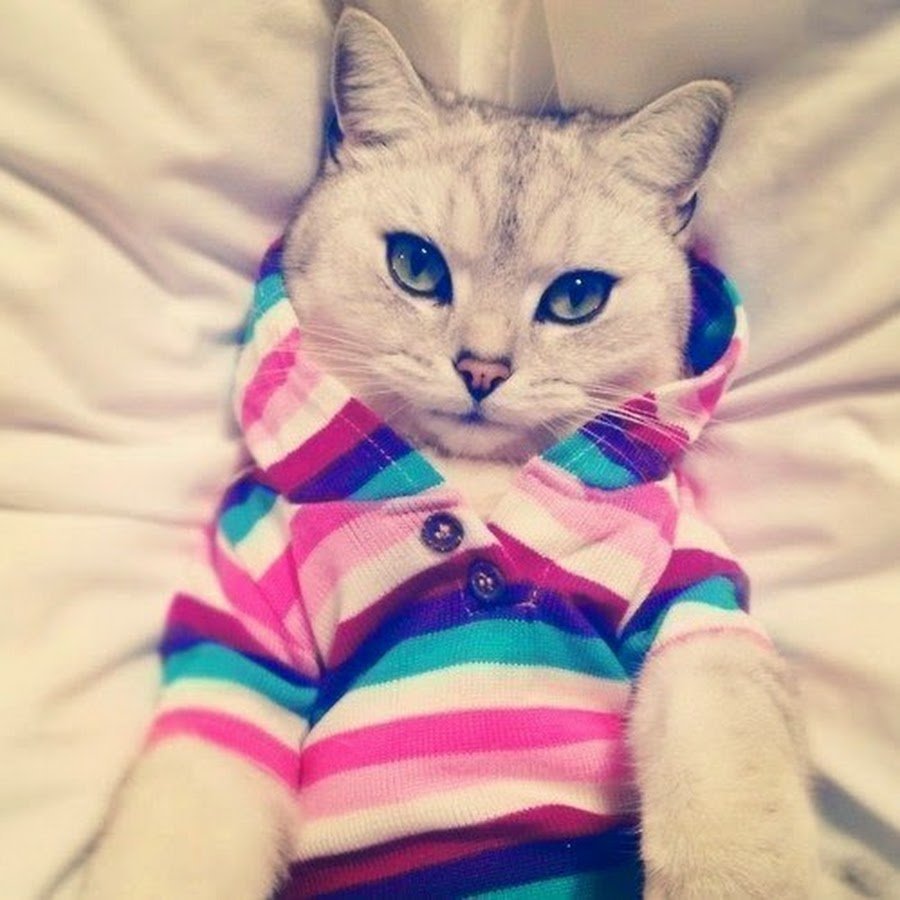 Фиолетовые коты