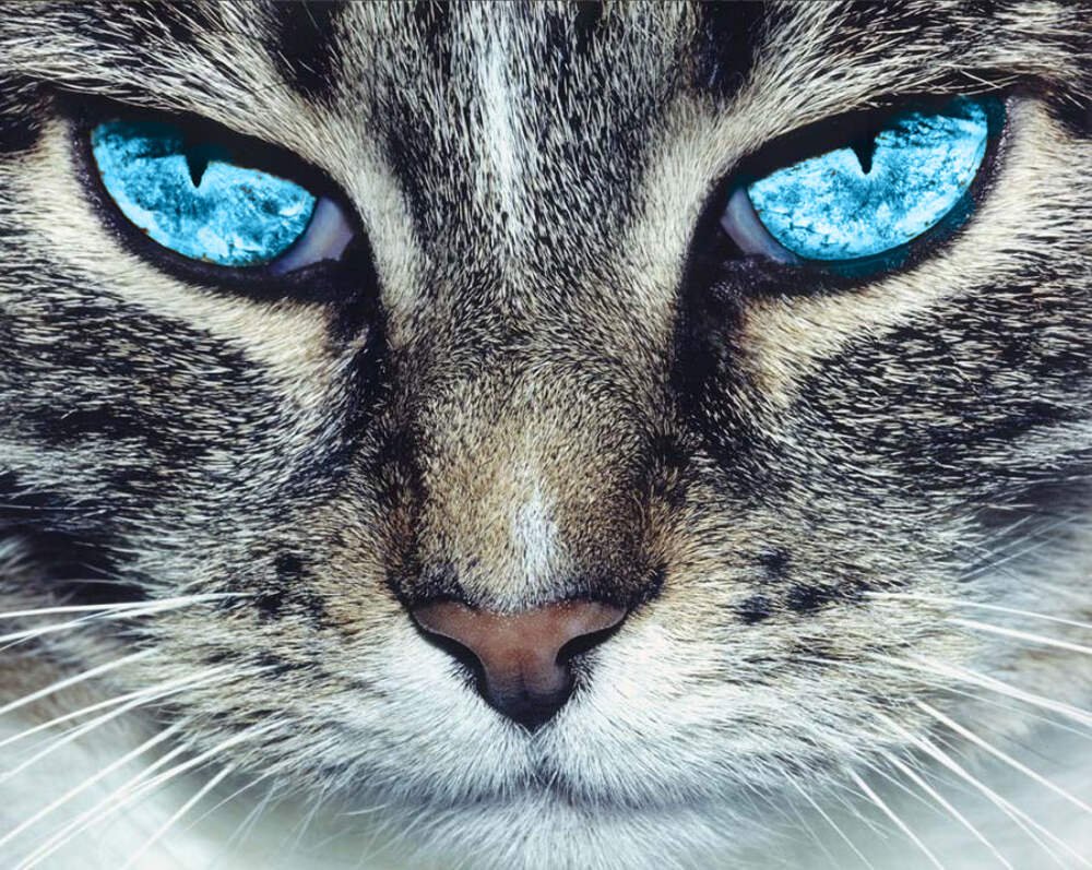 Котики на аву