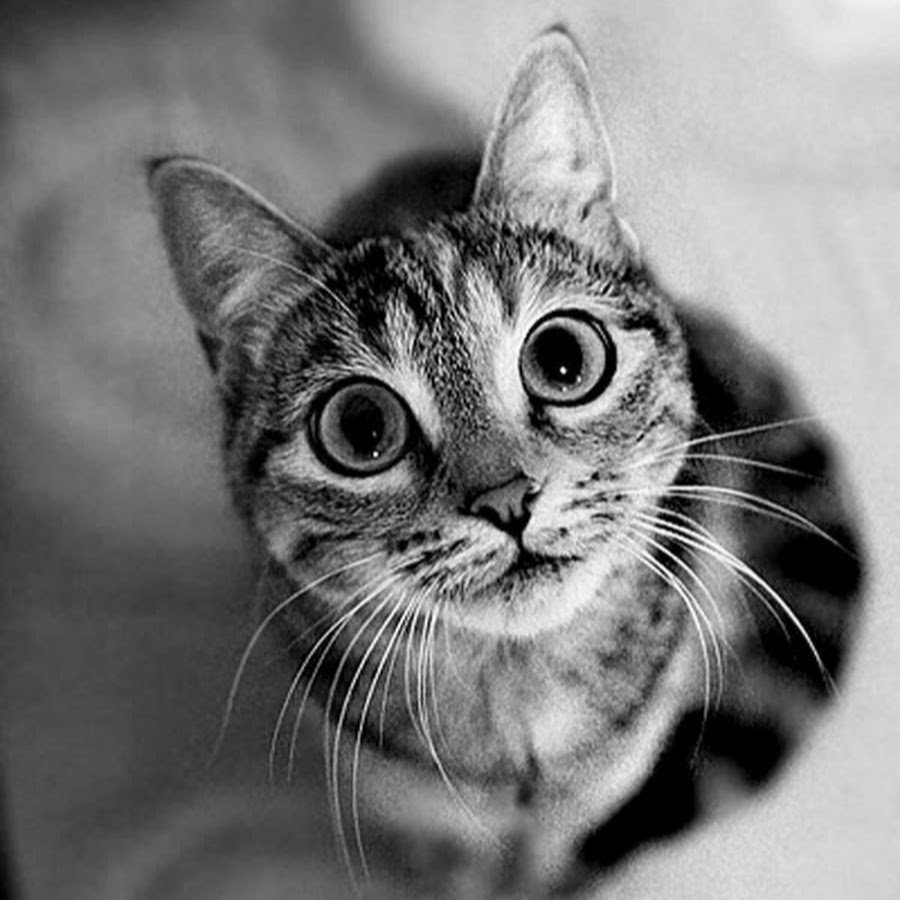 Картинки на заставку черно белые