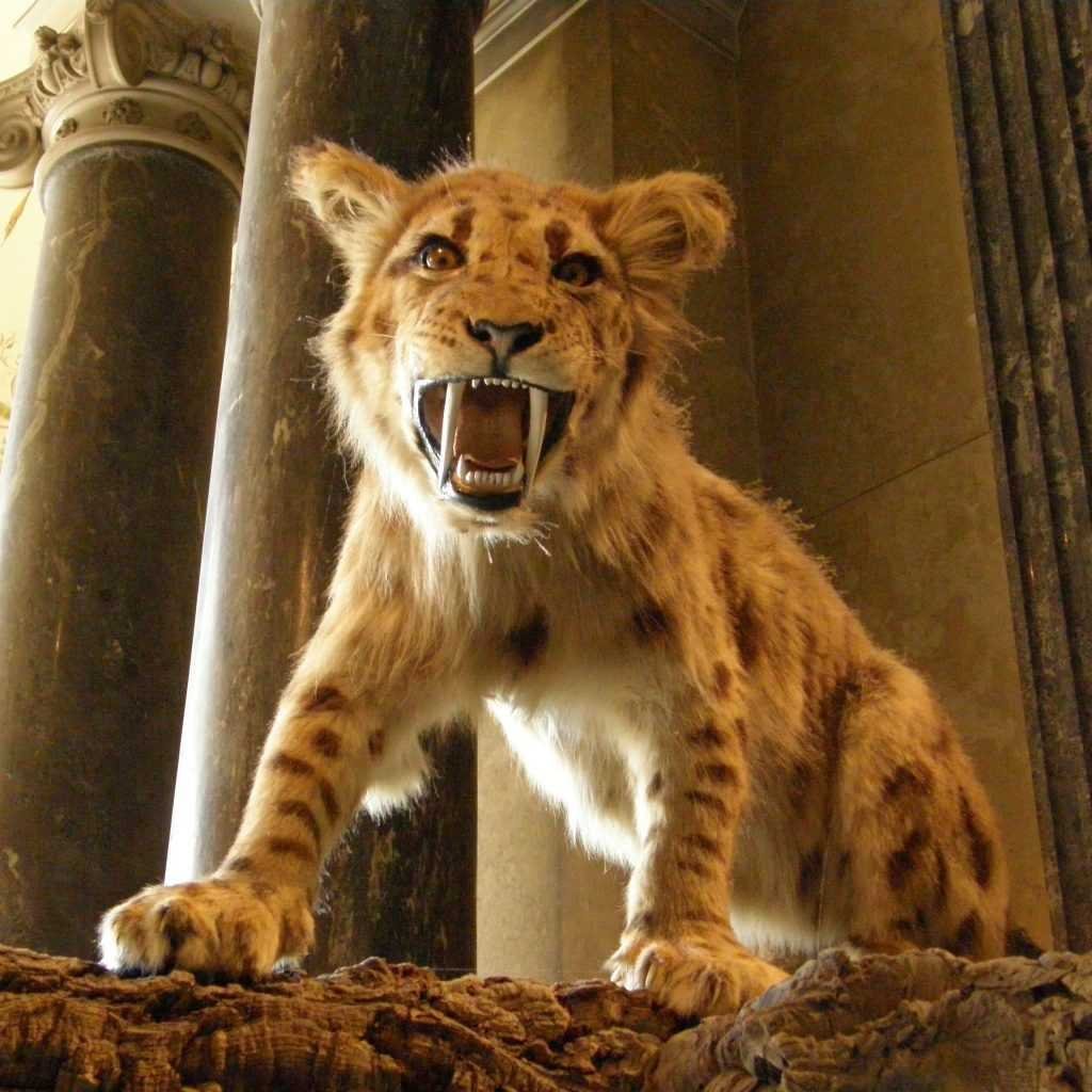 Саблезубый Лев