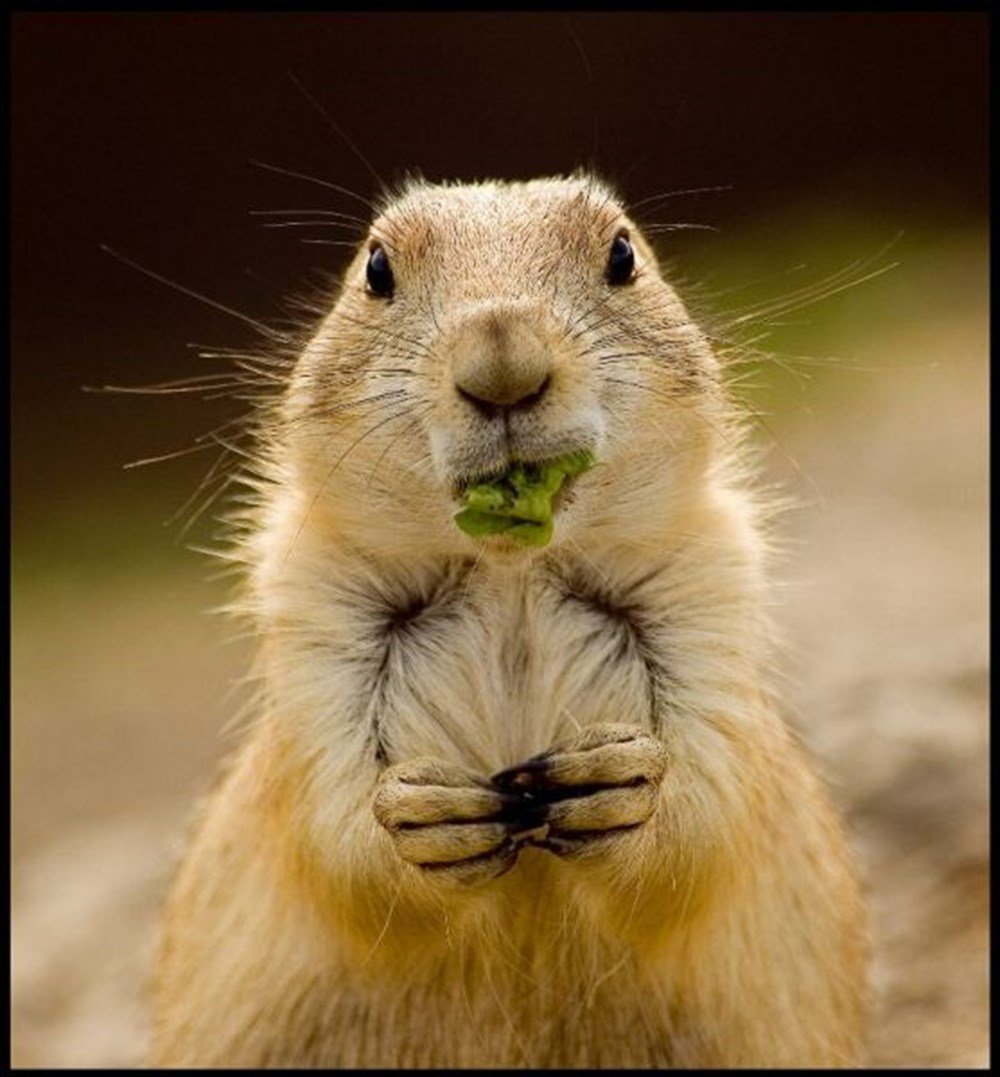 Радостный суслик