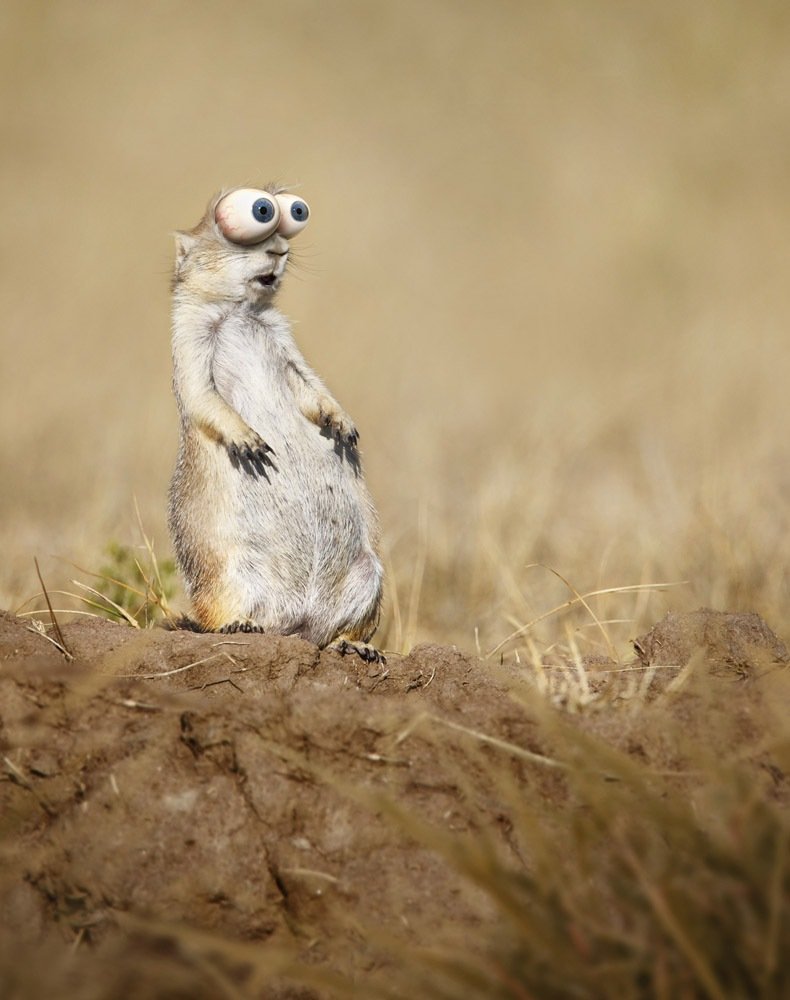 Бешеный суслик