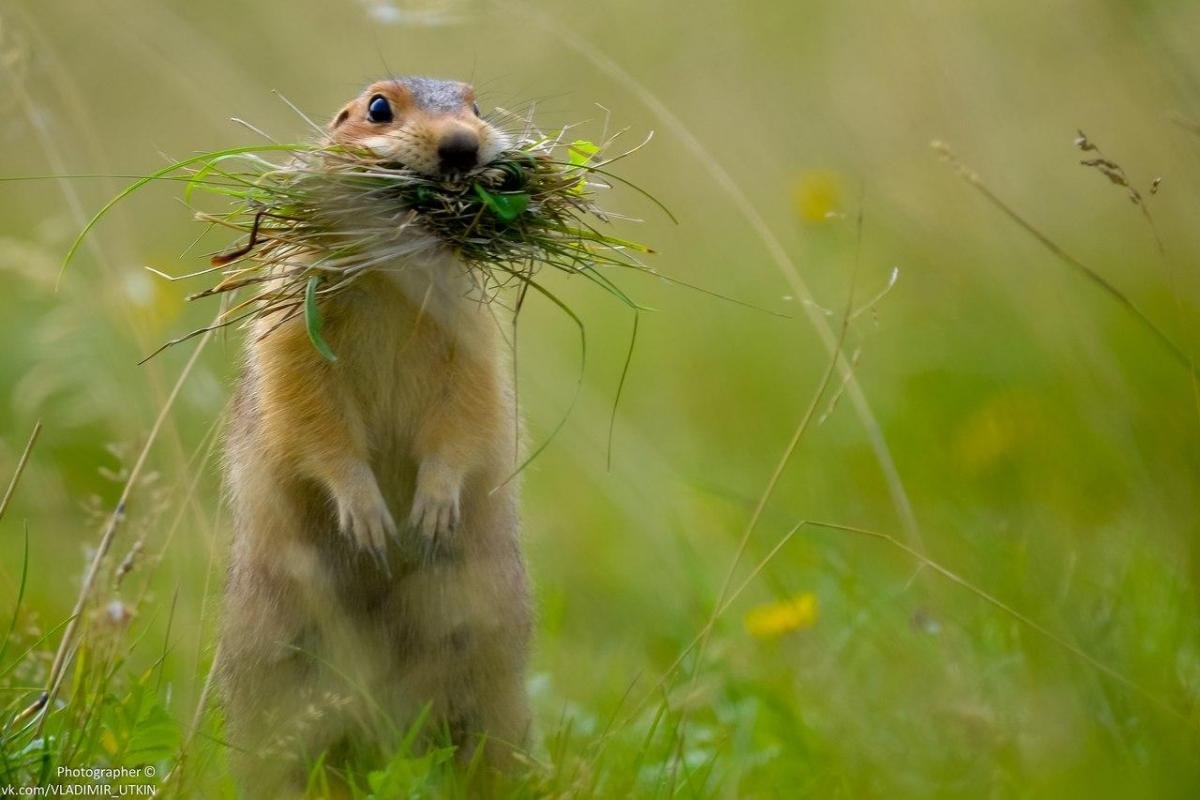 Злой суслик