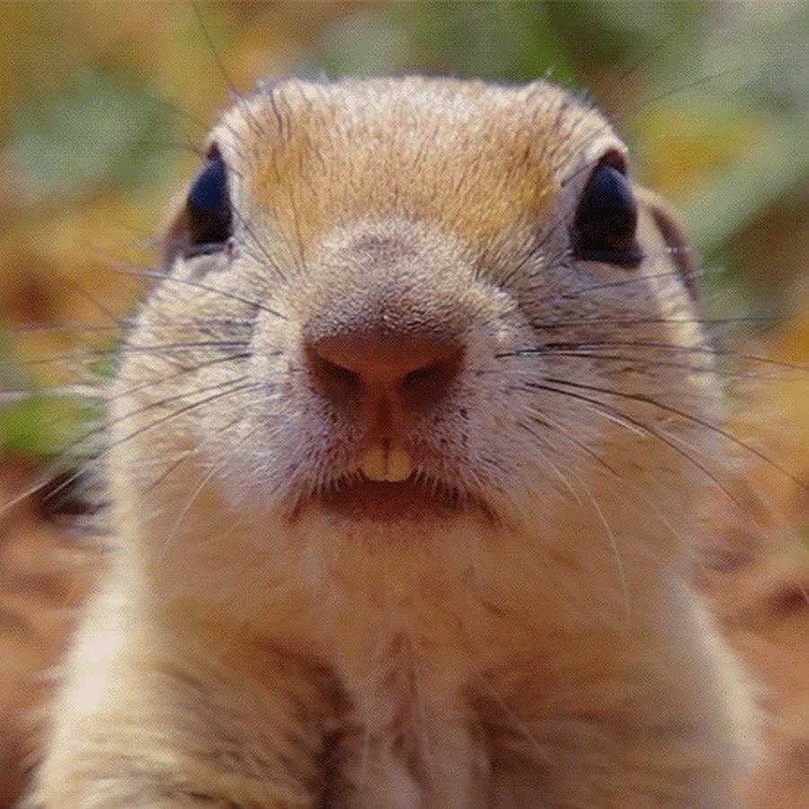 Милый суслик