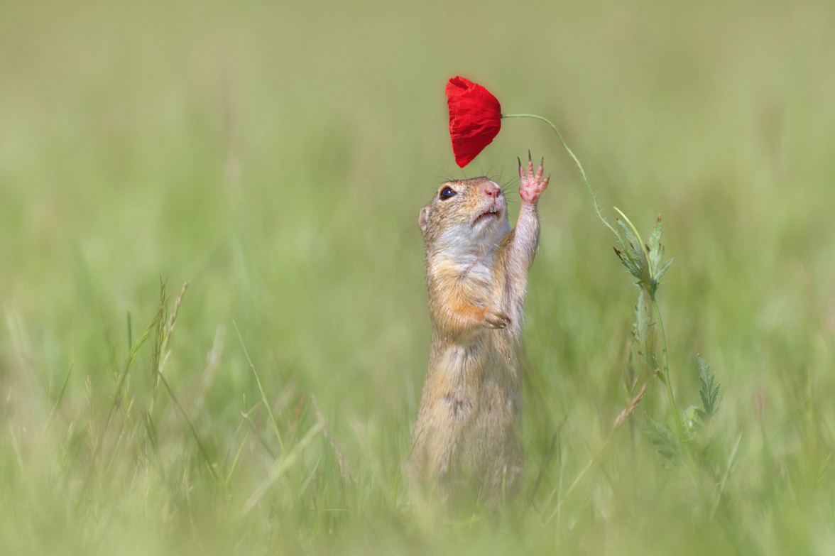 Белка нюхает цветок