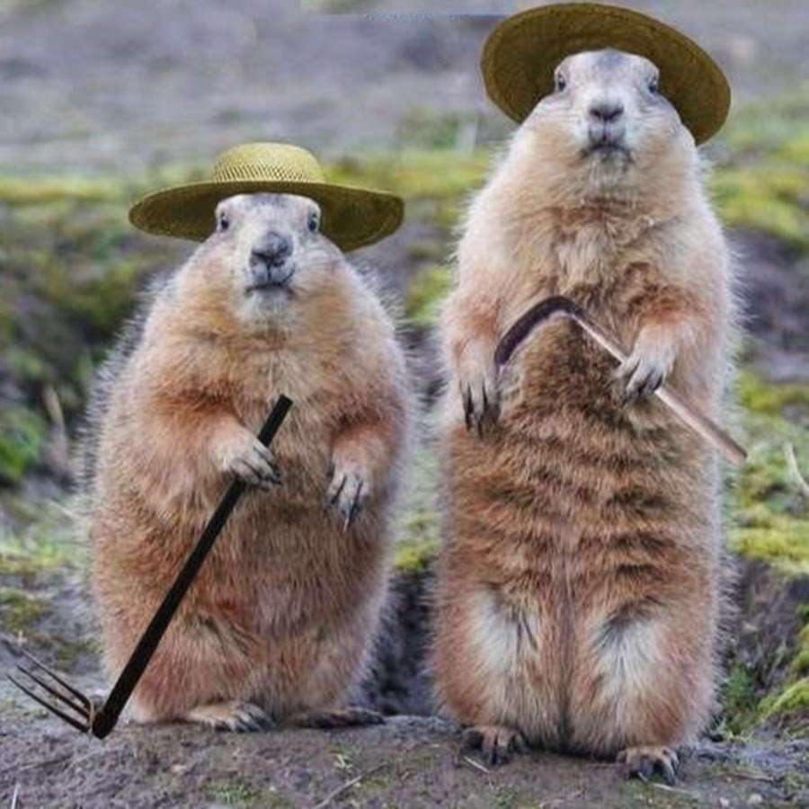 Доброе утро суслик