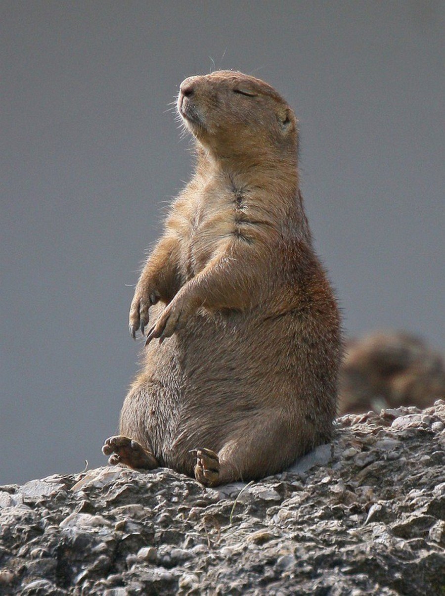 Тонкопалый суслик