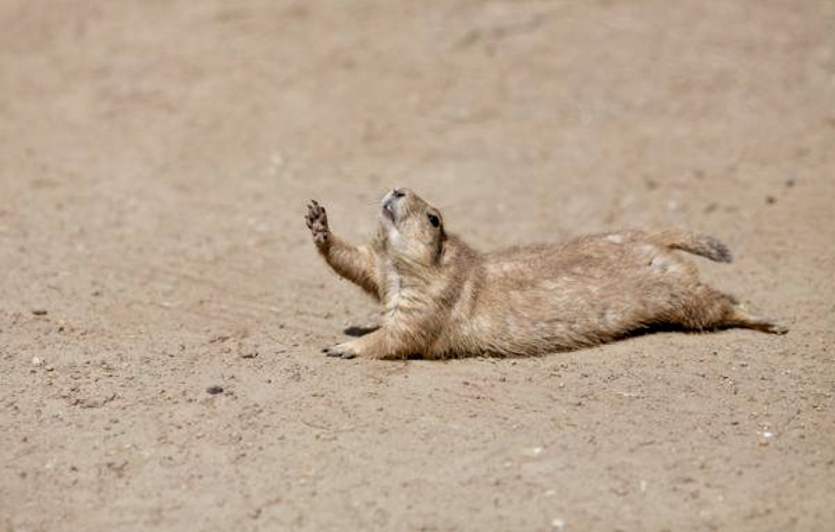 Сонный суслик