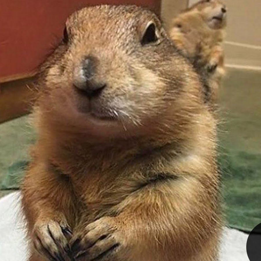 Шутки про сусликов