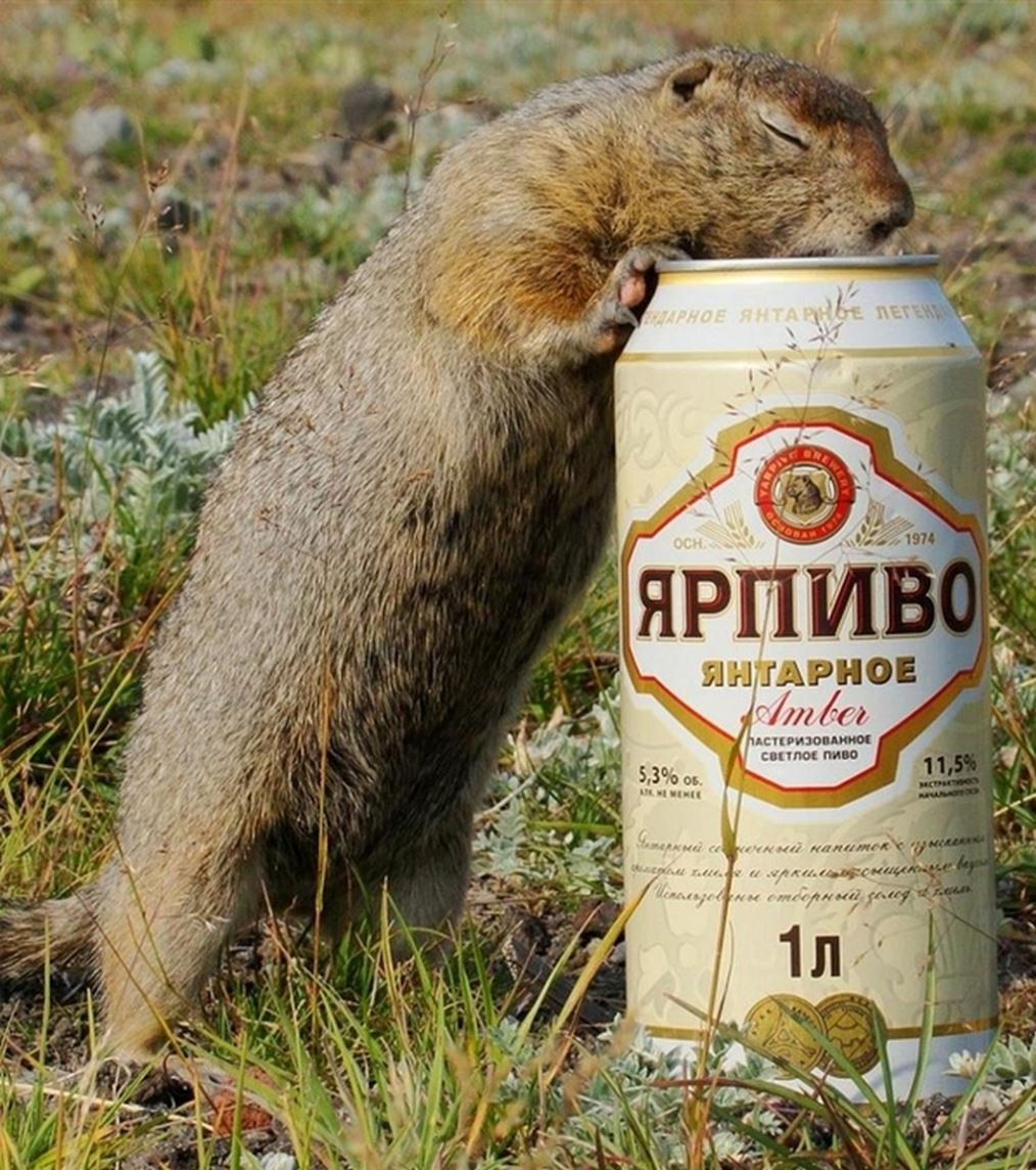 Суслик бухает