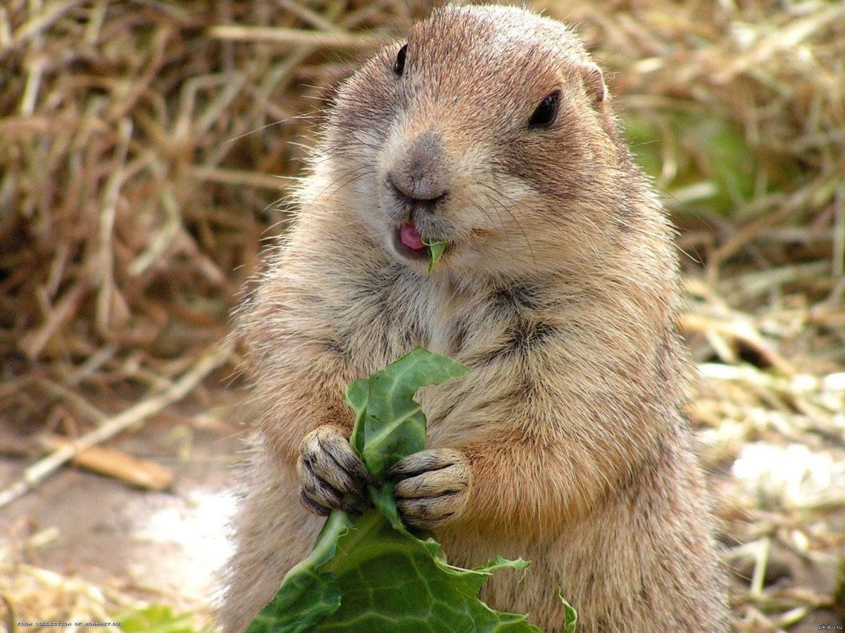 Камчатский сурок