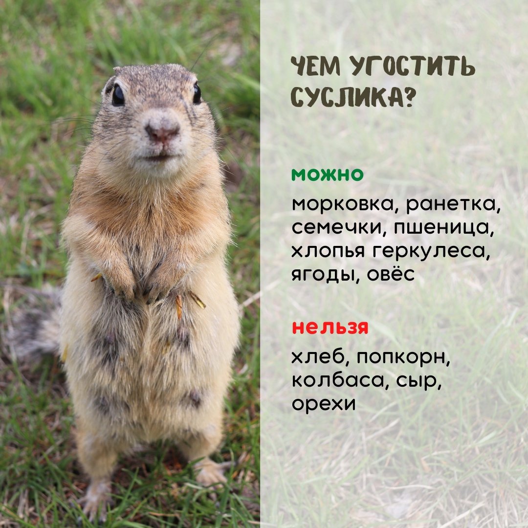 Суслики в Красноярске