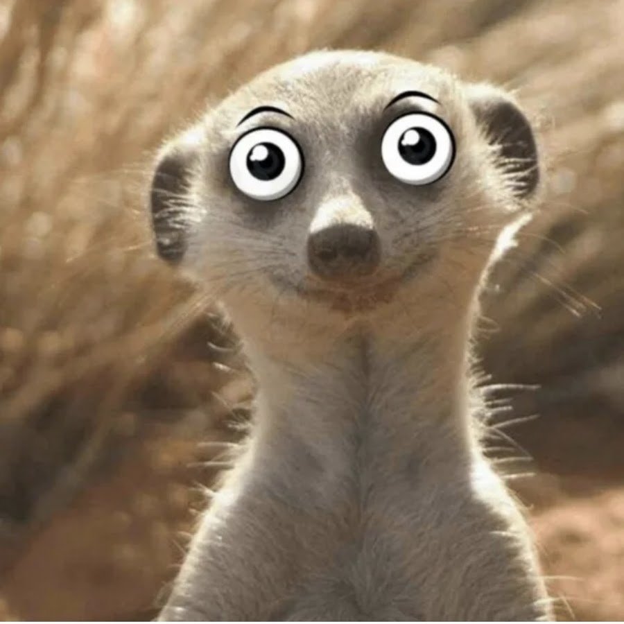 Удивление животных