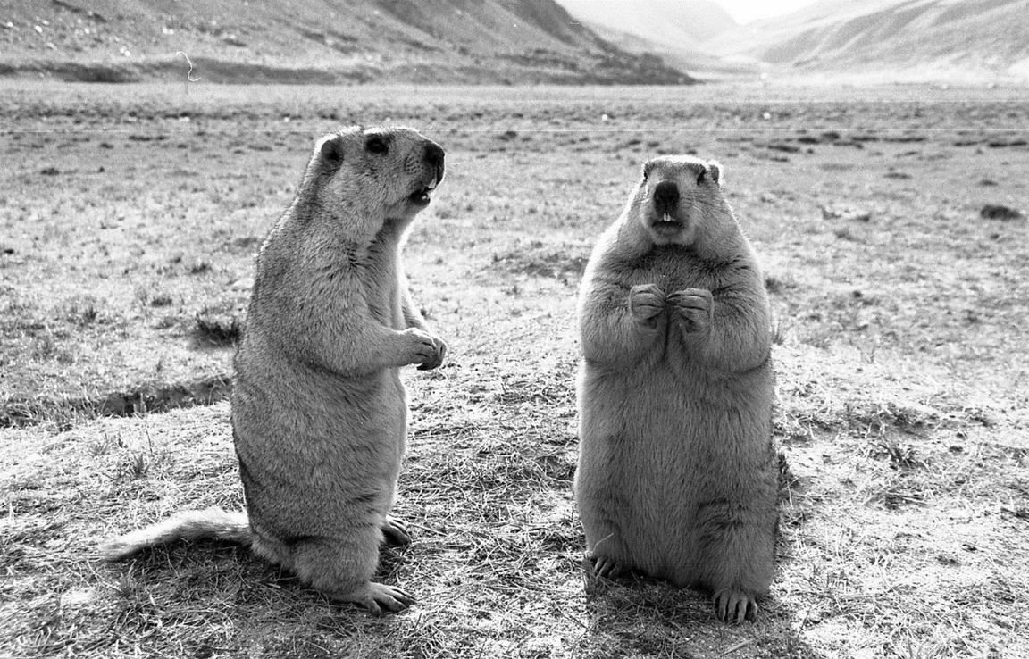 Тибетский Байбак