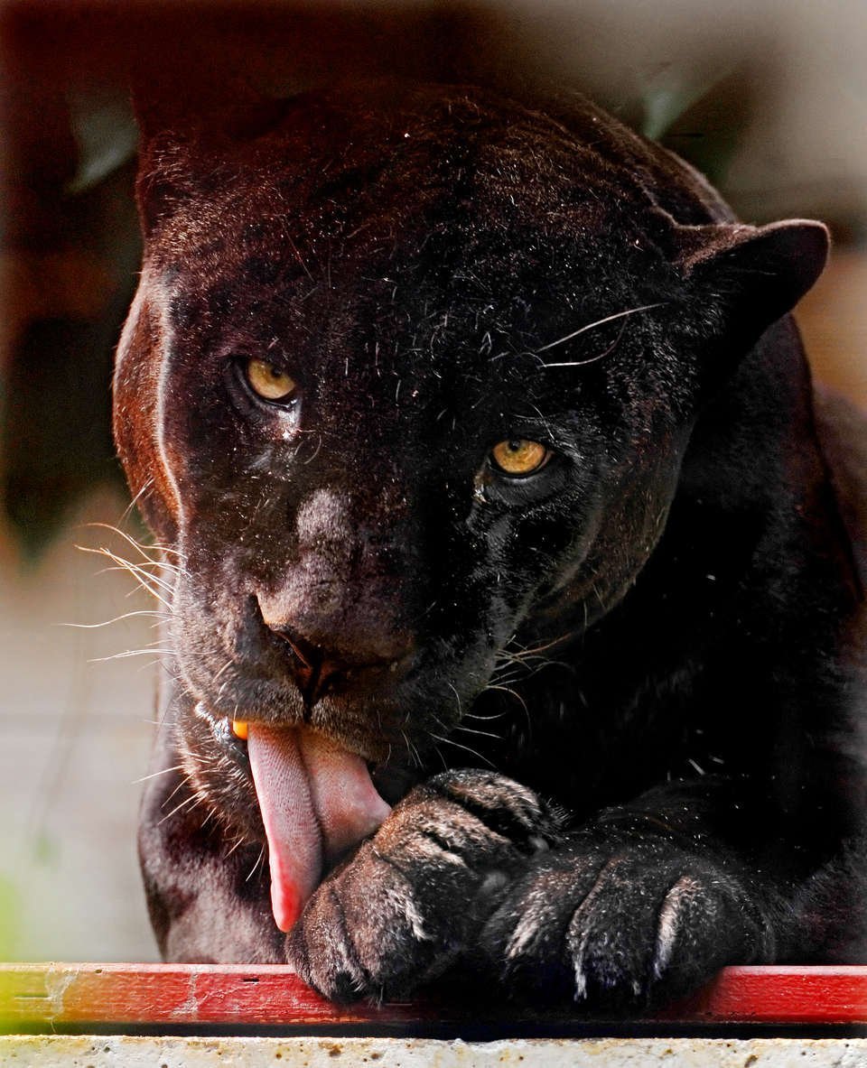 Гепард меланист