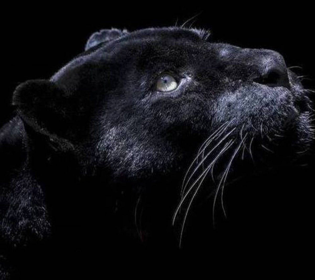 Пантера в прыжке