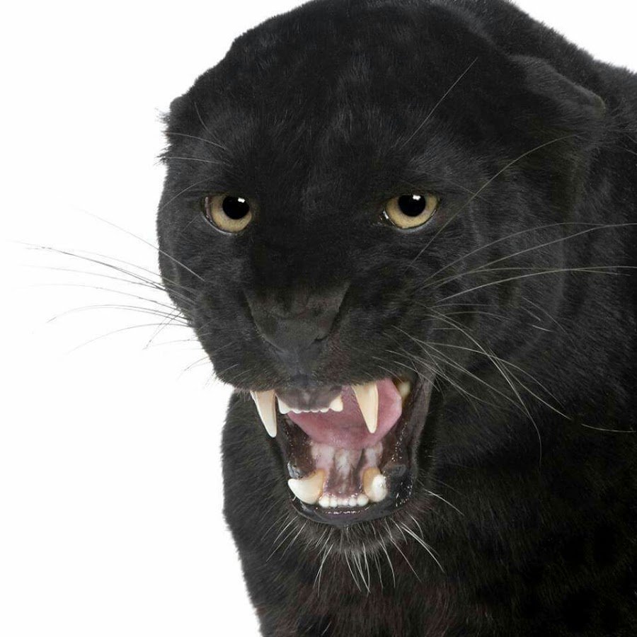 Злая пантера