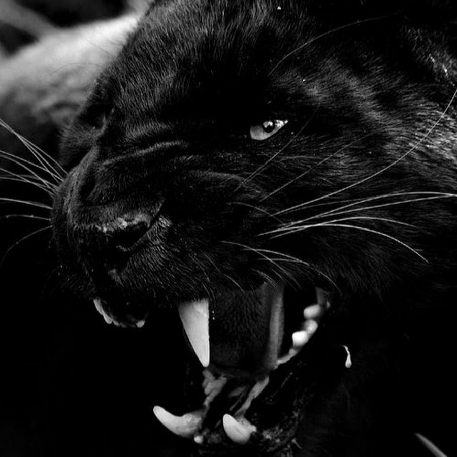 Черная пантера и тигр