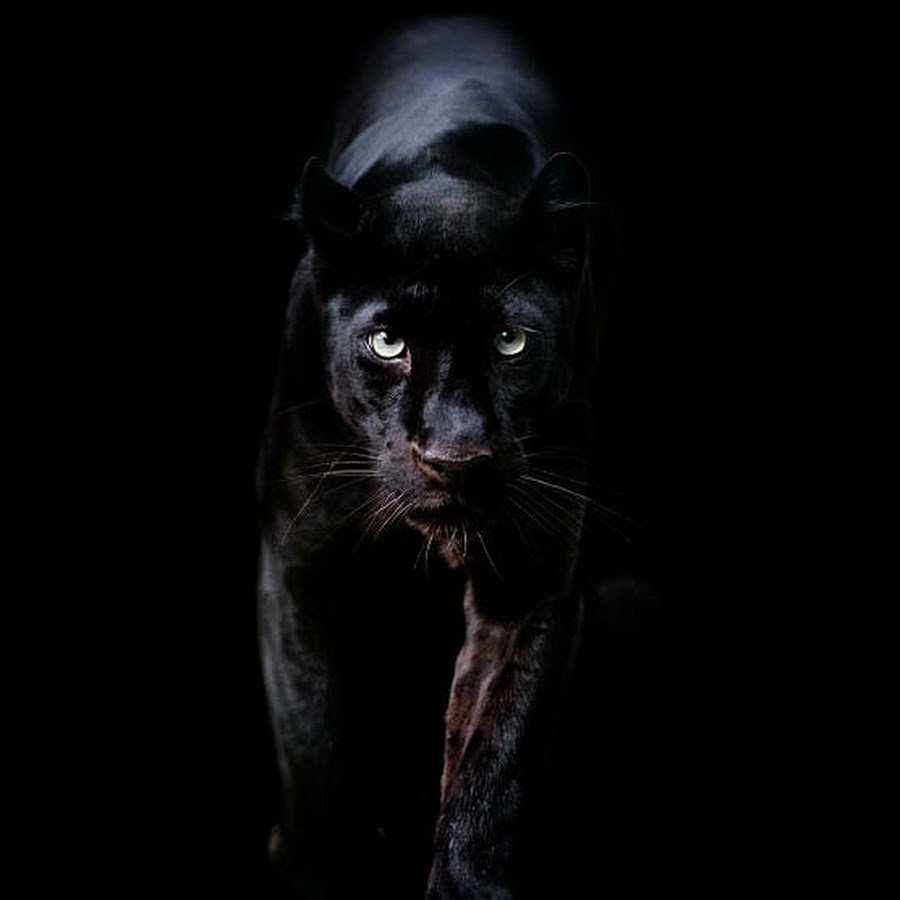 Морда пантеры на черном фоне