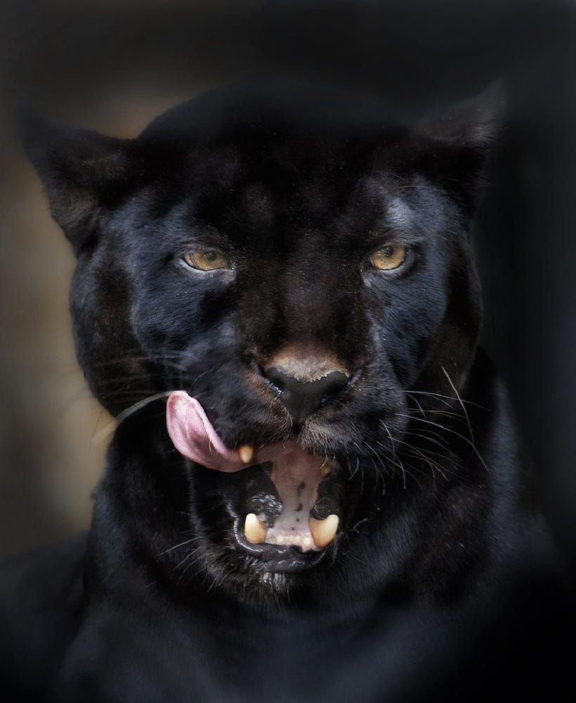 Черная пантера взгляд