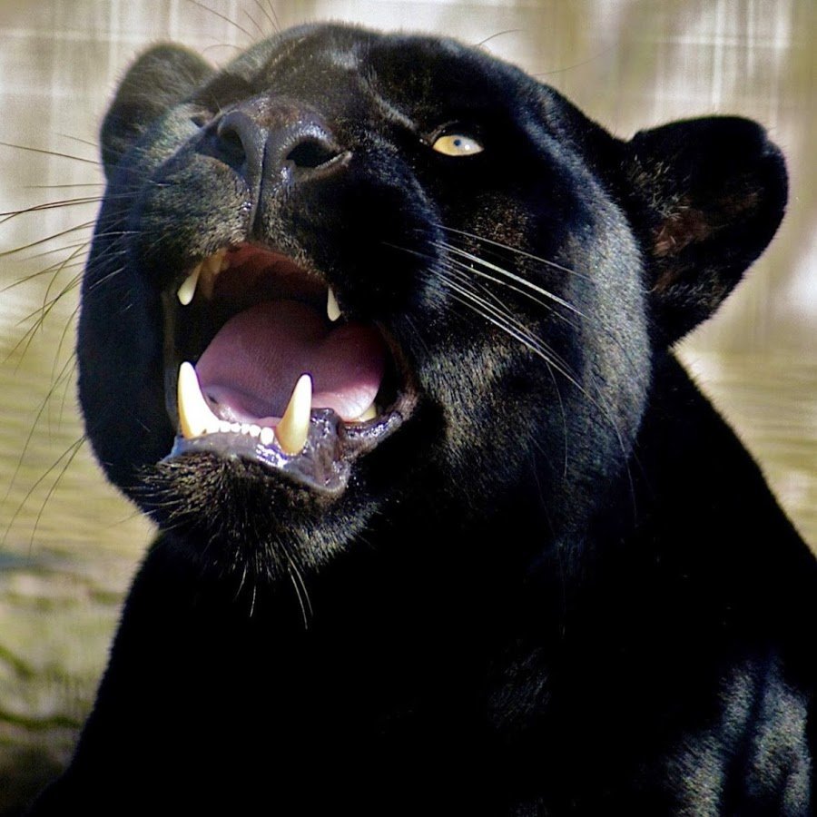 Оскал пантеры