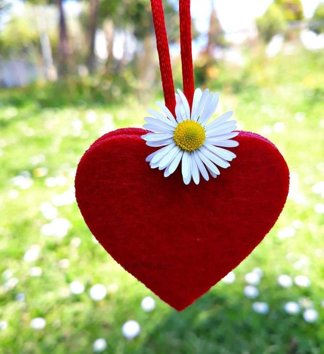Ромашки сердце
