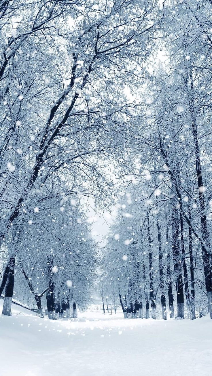 Котик в снегу