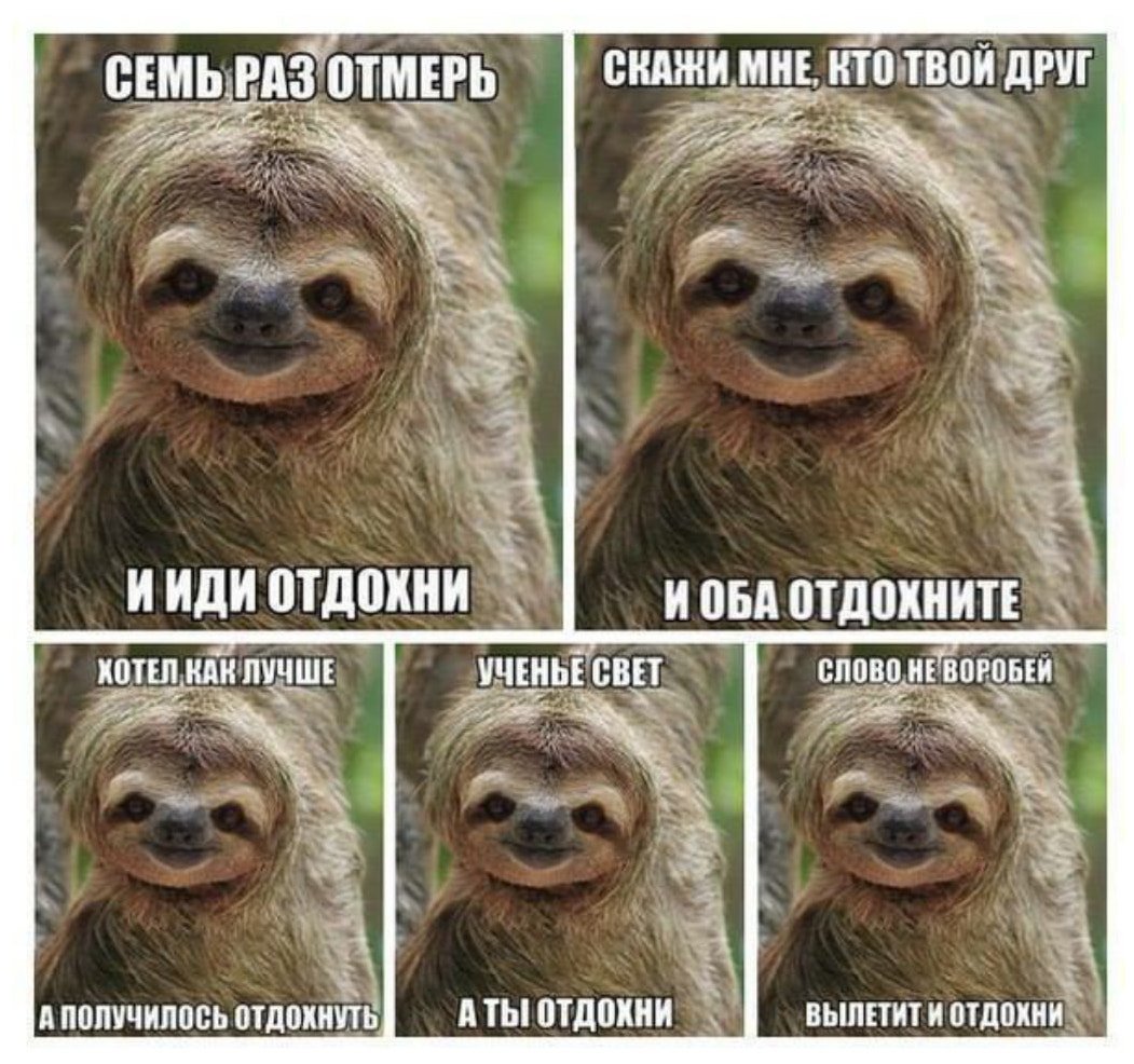 Ленивец прикольные картинки
