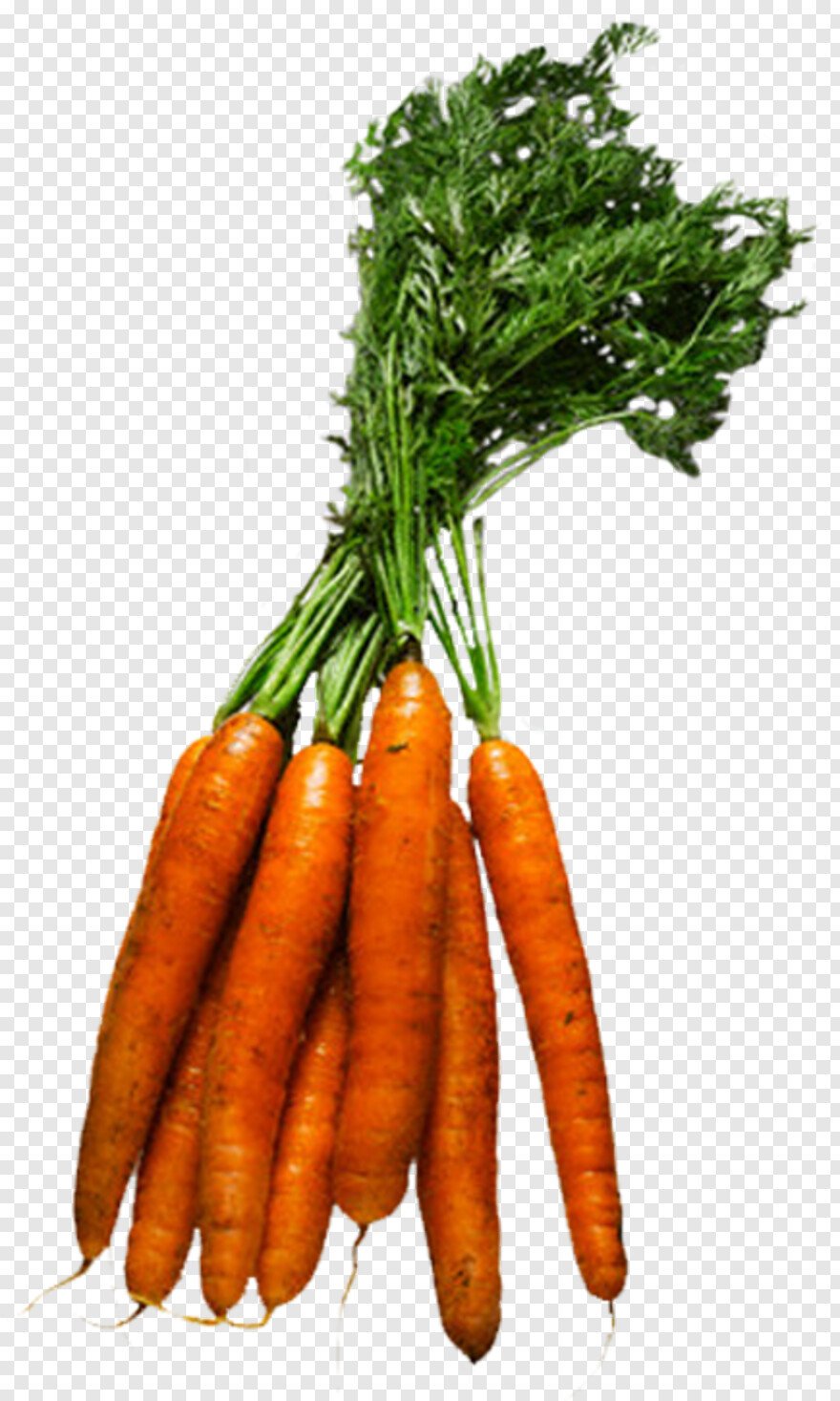 Овощи и фрукты для вырезания цветные