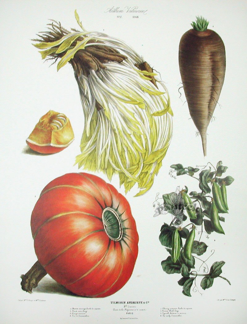 Рисование овощи