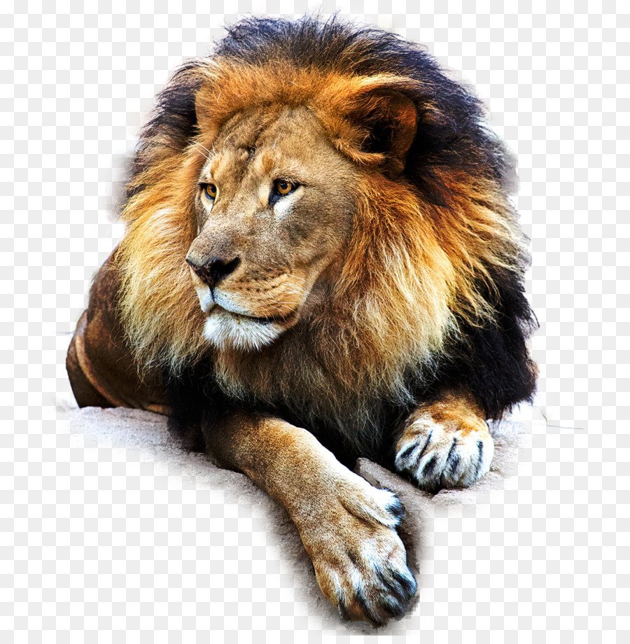 Лев картинка на прозрачном фоне