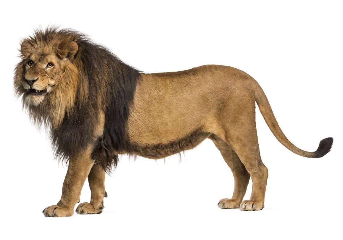 Лев идет вид сбоку