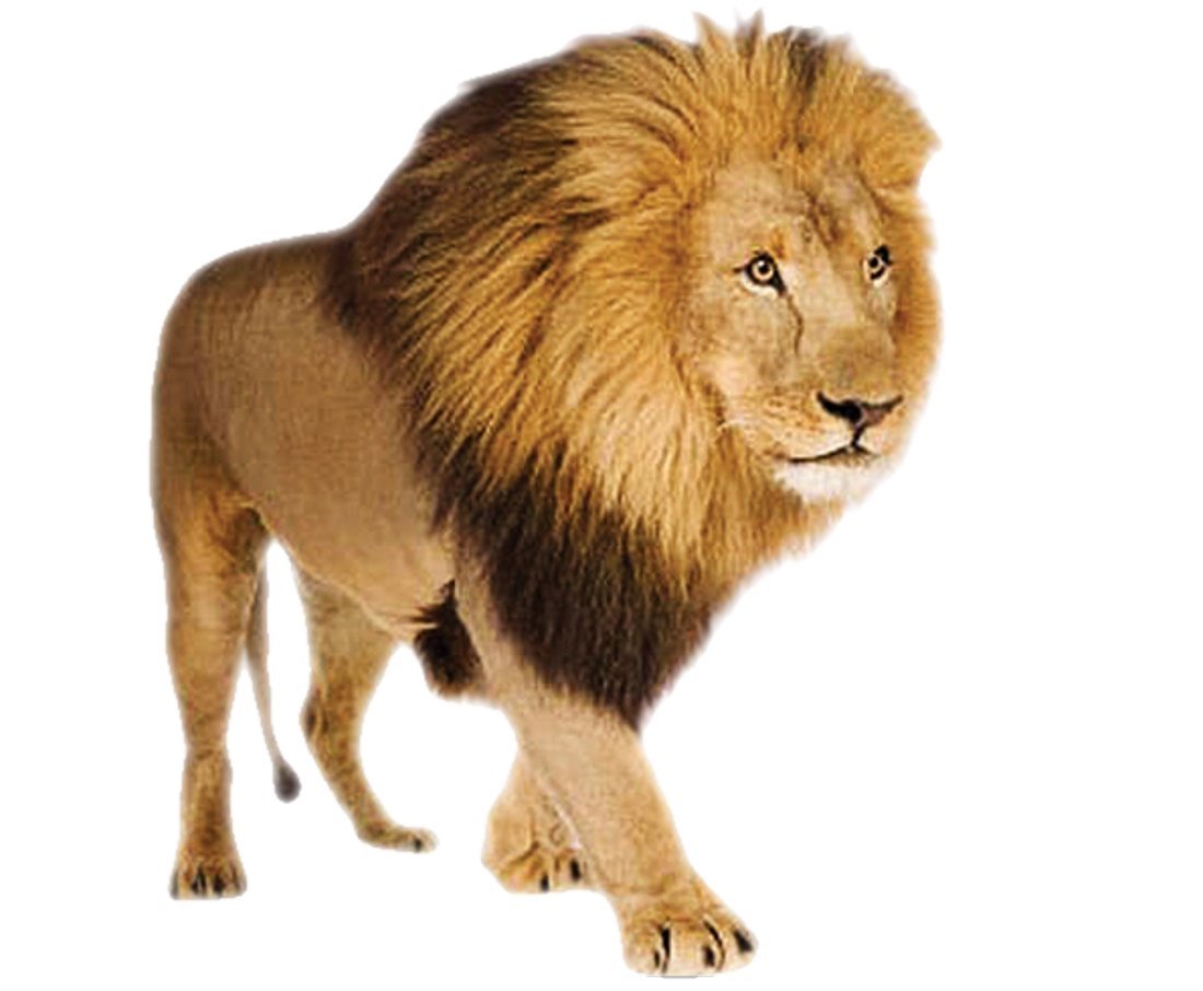 Лев картинки
