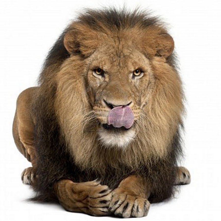 Лев без фона